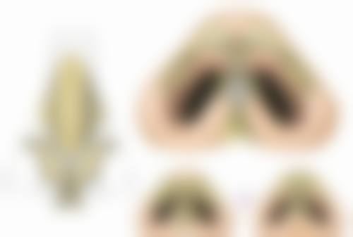 【张俊哲医生荣誉资质】