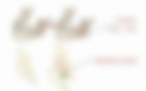 打美白针的影响