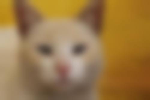 擅长项目详解