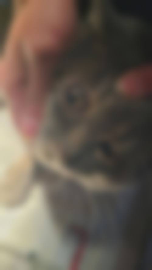 擅长项目详解
